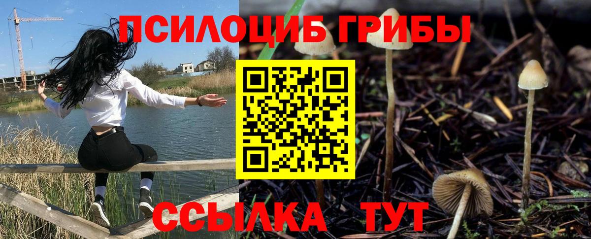 Псилоцибиновые грибы Cubensis Долгопрудный